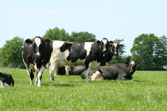 דירות Stuifzand Stal Zwartschaap מראה חיצוני תמונה
